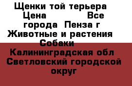 Щенки той терьера › Цена ­ 10 000 - Все города, Пенза г. Животные и растения » Собаки   . Калининградская обл.,Светловский городской округ 